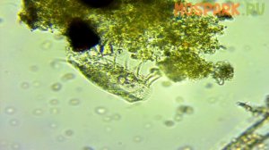Жизнь в капле воды из аквариума #под Микроскопом