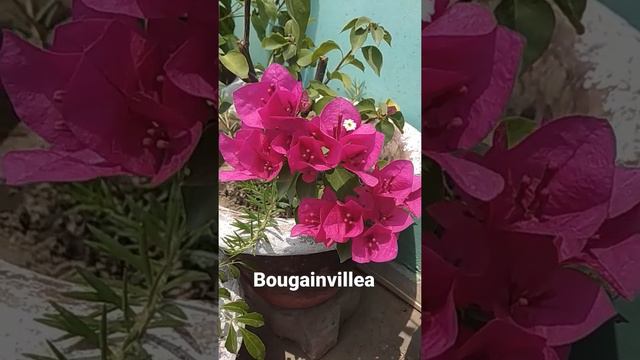 pink Bougainvillea