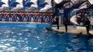 эти дельфины и белухи участвовали в шоу вместе с дельфинами Где находится в Сочи в парке Ривьера