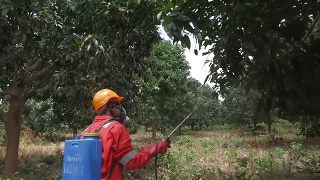 Why to prune - The idea behind small mango trees смотреть онлайн