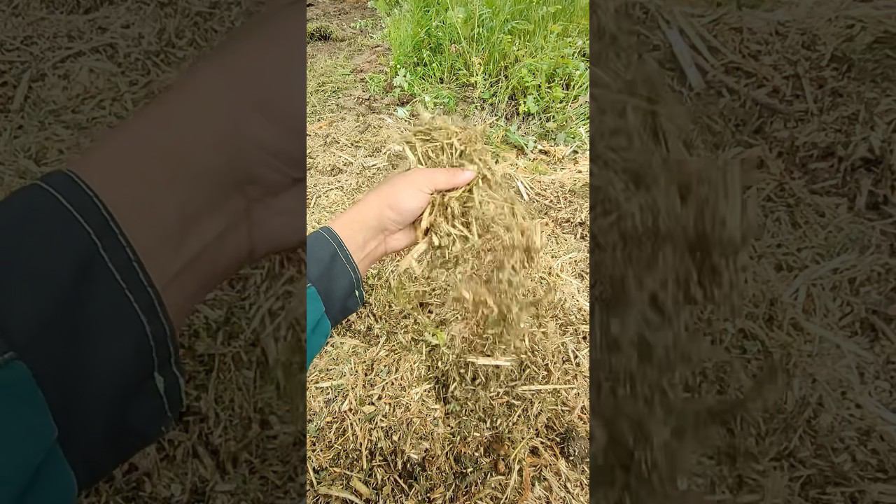 Как я возвращаю землю в оборот #фермер #расчисткаполей #расчисткаучастка #спк #shorts