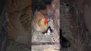 курица высидела котят