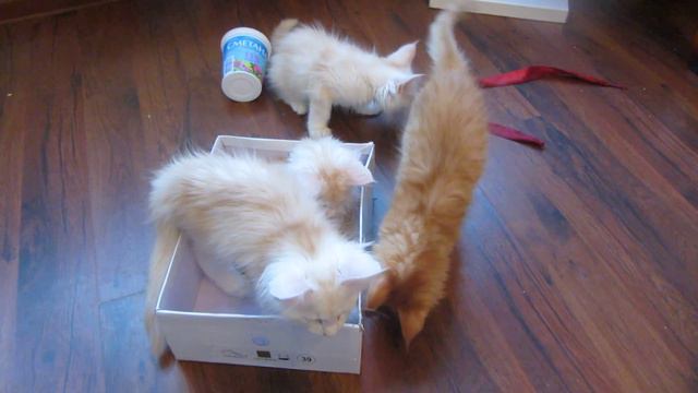 Funny kittens.Забавные котята. смотреть онлайн