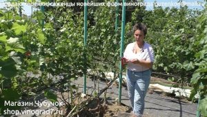 Прививка винограда "в расщеп" при помощи секатора Zenport  J60 - легко и просто. (Пузенко Н.Л.)