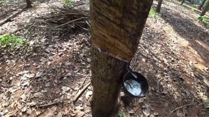 Натуральный каучук в Таиланде