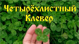 Четырёхлистный Клевер ?