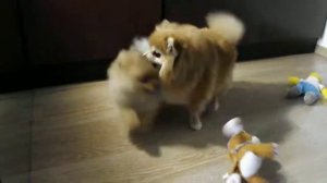 Померанский шпиц 7 (цвергшпиц, немецкий, карликовый)