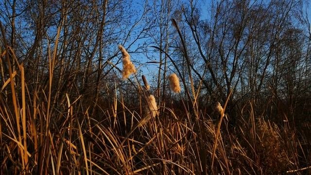 14 ноября Кузьма и Демьян. Кузьминки осенние. Большой девичий праздник.Приметы и запреты дня.
