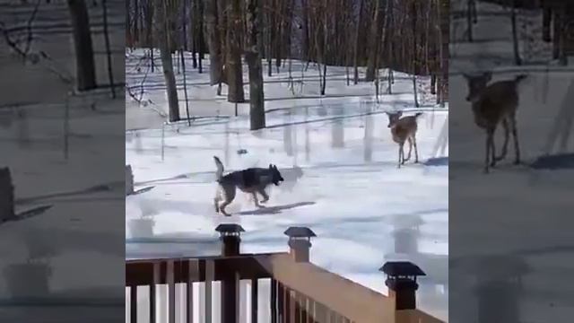 Типичная американская притравочная станция смотреть онлайн