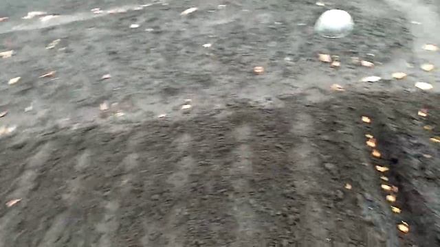 Лук Мелкий Сорта "ПОГАРСКИЙ" посадка под ЗиМу. Второй Этап Посадки ЛУКА!!!. 17.10.2021г. смотреть онлайн