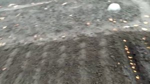 Лук Мелкий Сорта  "ПОГАРСКИЙ" посадка под ЗиМу.  Второй Этап Посадки ЛУКА!!!.  17.10.2021г.