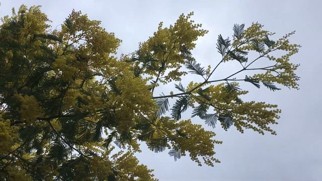 Silver wattle - leaves & flowers - January 2019 смотреть онлайн