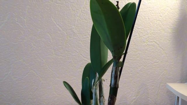 Реанимация каттлеи. Содержание в воде без просушки. Обзор через 3 дня после покупки. смотреть онлайн