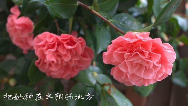 Camellia Marie Bracey 山茶花 Zone 9B 4K HDR