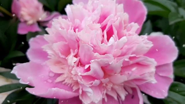 ПИОНЫ, сорта и виды. Обзор без названий и описаний, просто красивые цветы смотреть онлайн