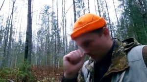 Ходовая охота с лайками! Без трофея/Собаки работали всю ночь!