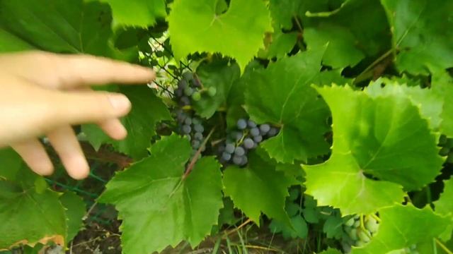 #28 Купили дачу? На дачу одним днем? Газон не взошел? Спеет виноград?