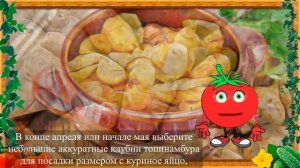 ВЫРАЩИВАНИЕ ЗЕМЛЯНОЙ ГРУШЫ!