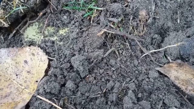 Утрений Коп на берегу р. Дунай . смотреть онлайн