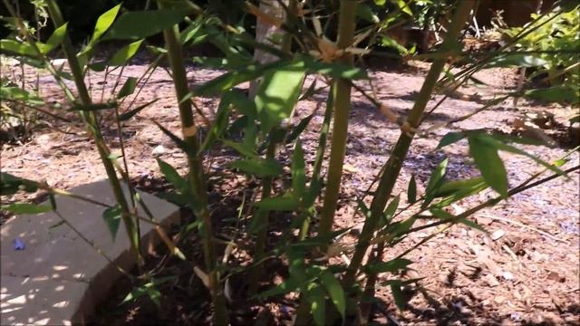 Clumping Bamboo in AZ 9B - 2020 Update смотреть онлайн