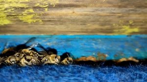 ЗИМОВКА ПЧЁЛ НА УЛИЦЕ И В ОМШАННИКЕ, ПЛЮСЫ И МИНУСЫ.