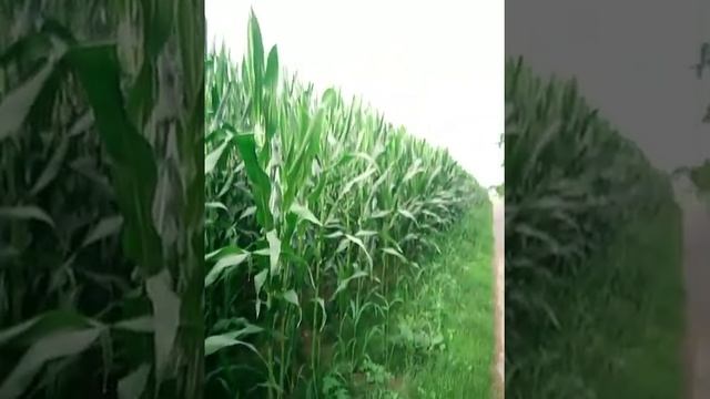 Германия.кукуруза смотреть онлайн