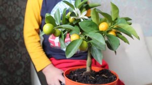 Домашний мандарин!!! Выращиваем мандарин в квартире