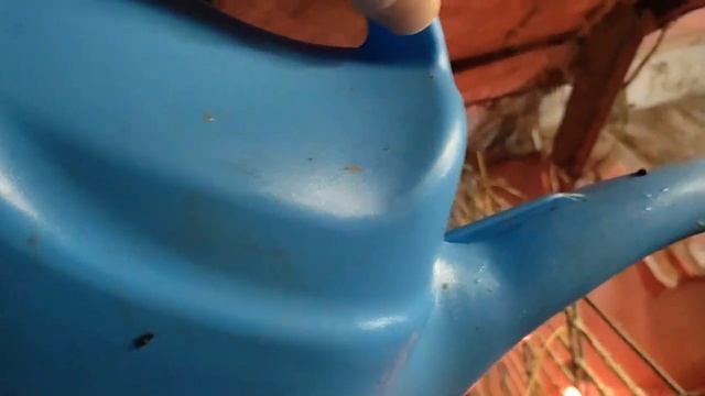 ?В чём причина? ?Выжили не все.. Итоги четвёртого для жизни поросят сосунов