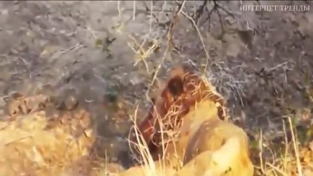 0061 Жестокая жизнь Жевотных