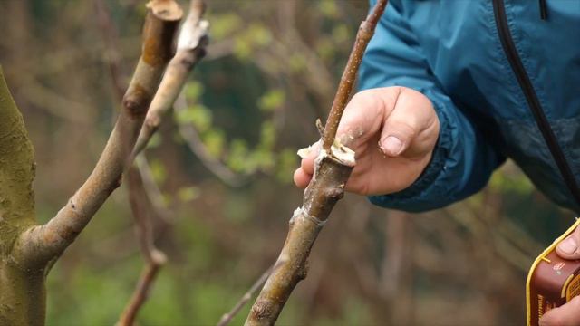 Перепрививка плодовых. Посмотрите на наш результат, вы сможете сделать также!
