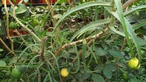 саратов.экскурсия в лимонарий!