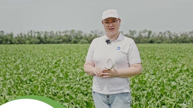 Технологии возделывания свёклы в условиях Кубани