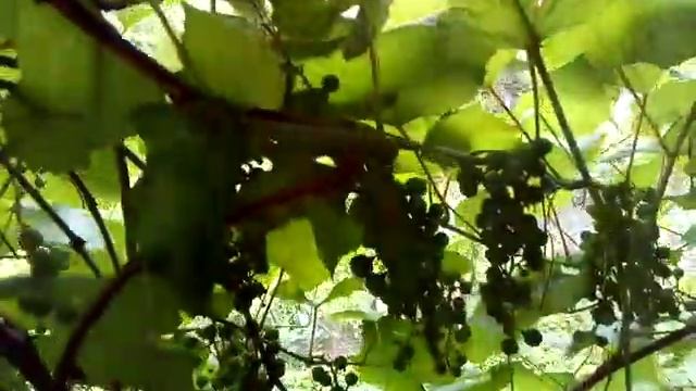 Дача на продажу в Ульяновске смотреть онлайн