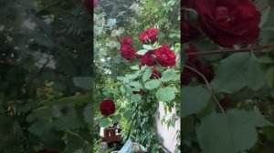 Канадская роза хоуп фор хьюманити