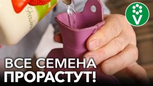 СЕМЕНА ВСХОДЯТ ВДВОЙНЕ БЫСТРЕЕ И ЛУЧШЕ! Простые способы ускорения прорастания семян без всякой химии