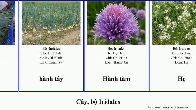 Cây bộ Iridales chi hoa hành allium hiên lan plants quang whipplei divaricata undulata aurantiaca