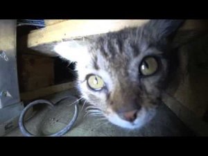 Попытка выманить котёнка