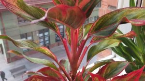 Aglaonema 'Siam aurora'