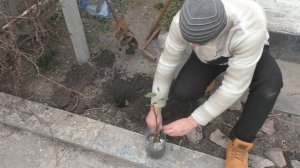 Сажаю виноград