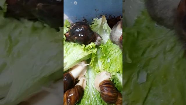 ИНФОРМАЦИЯ об улитке которой вы не знаете #snail