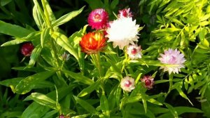 Бархатцы. Тагетес. Tagetes. Мои бархатцы. Бархатцы в моём саду.