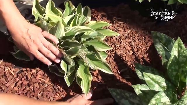 Как бороться с сорняками. Геотекстиль и  декоративная мульча