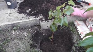 ВИНОГРАД. Посадка саженцев весной. Я сажаю.