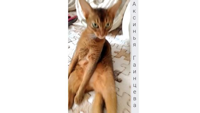 Сонька - Золотая ручка) смотреть онлайн