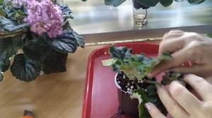 ФИАЛКИ./ Осенние пересадки продолжаются.