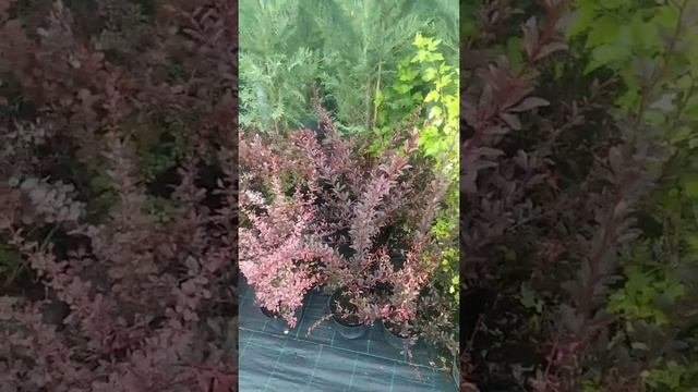барбарис и его виды.