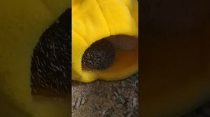 Ежики ложатся в спячку