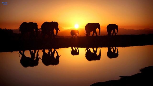 ЛУЧШАЯ МУЗЫКА ДЛЯ СНА И МЕДИТАЦИИ. АФРИКАНСКИЕ САВАННЫ. BEST MUSIC FOR SLEEP AND MEDITATION. RELAX. смотреть онлайн