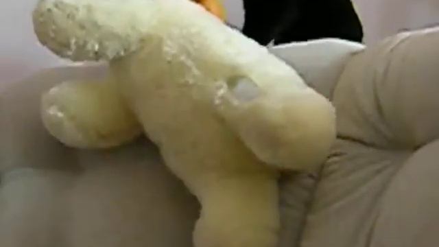 Дрессировка кошки.AVI смотреть онлайн