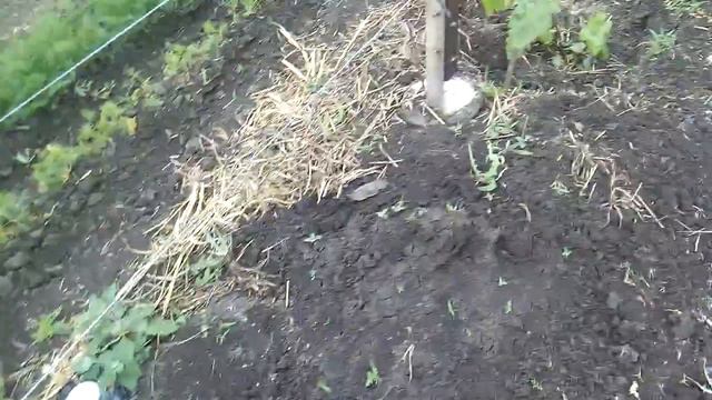 Что с виноградом, с листьями? 31 мая 2016 года. смотреть онлайн